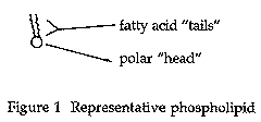 Fig.1. Representative phospholipid