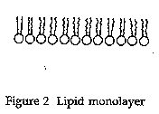 Fig. 2. Lipid monolayer.