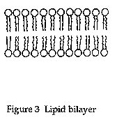 Fig.3. Lipid bilayer.