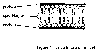 Fig. 4. Danielli-Davson model.