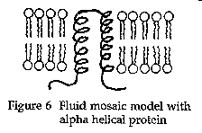 Fig.6. Fluid mosaic model with alpha helical protein.