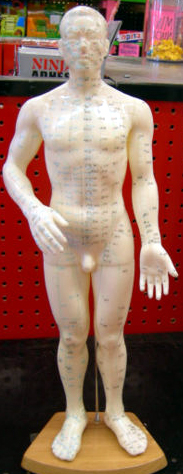 acupuncture model