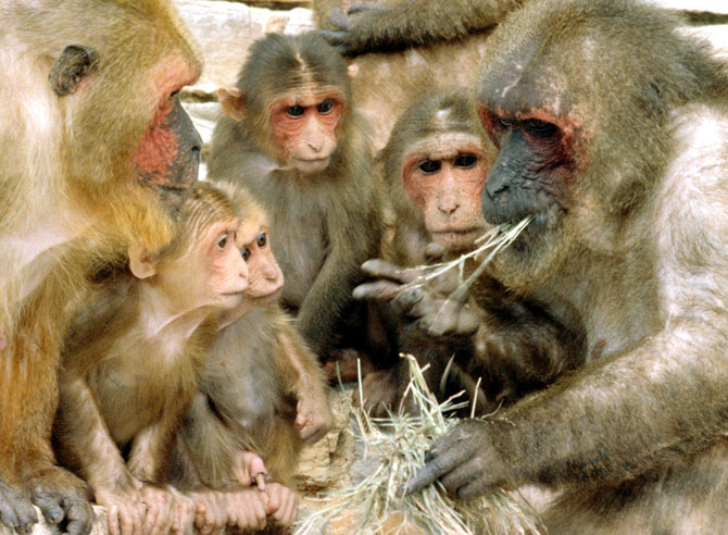 macaques