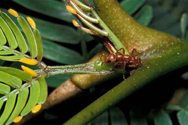 acacia ants