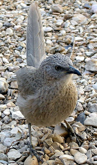 Arabian babbler