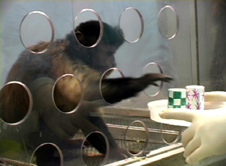 capuchin monkeys in test of unsolicited prosocial help