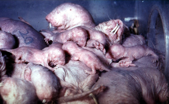 naked mole rat nest chamber