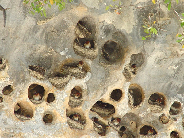 cliff swallows