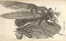 Micrographia fly