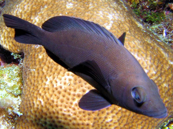 black hamlet fish