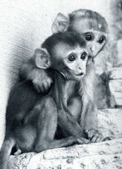 consolation in young macaque