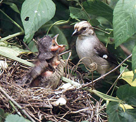 cowbird nest parasitism