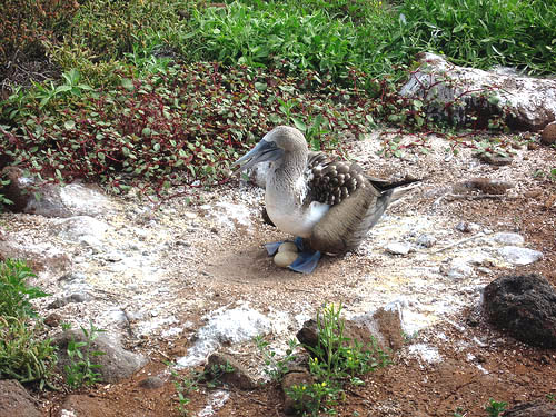 booby nest guano ring