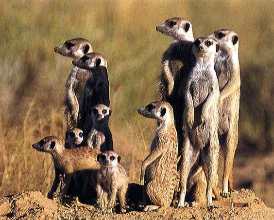 meerkat colony