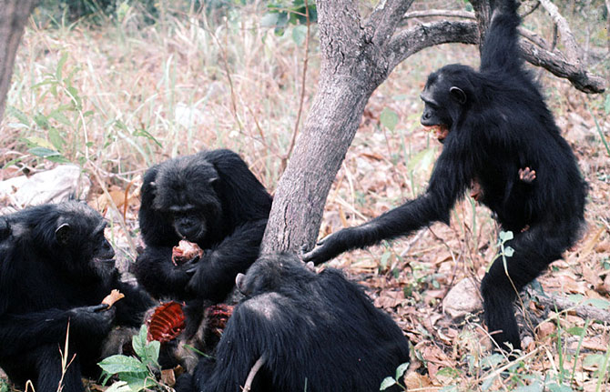 chimps sharing and begging for meat