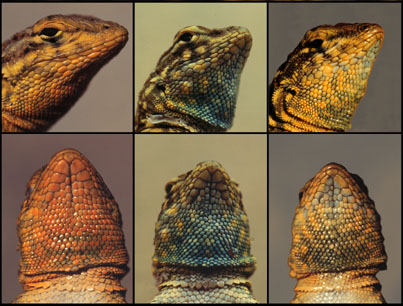 side-blotched lizard morphotypes