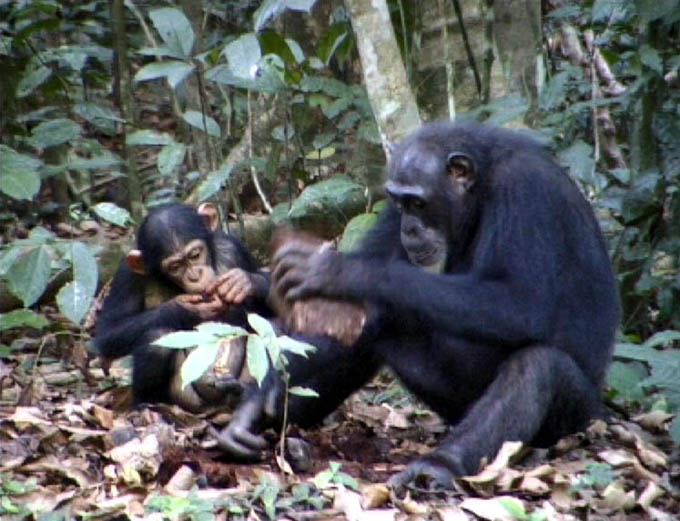 chimp teaching tool-use